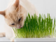 Какая трава подойдет домашним котам?