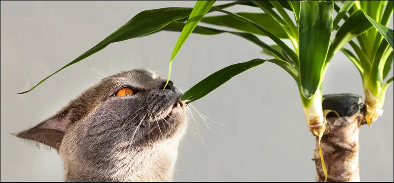 Какие растения опасны для кошек?