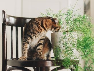 Кошка грызет комнатные цветы: как решить проблему