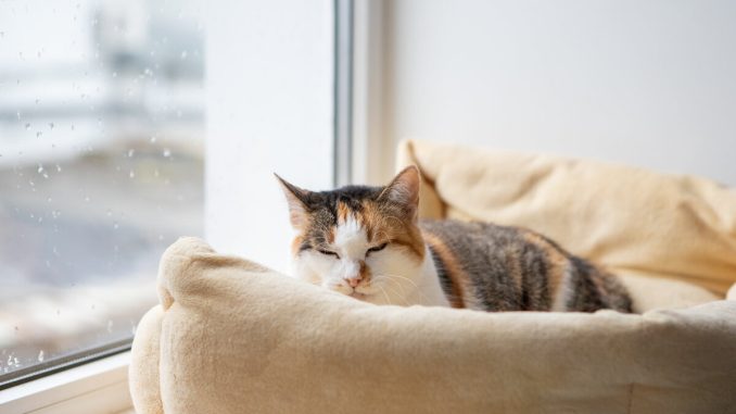 Могут ли коты плакать: загадка эмоциональной жизни наших пушистых друзей