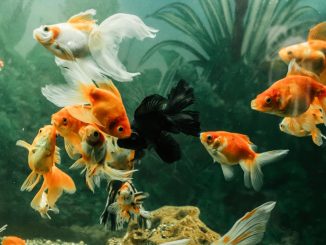 Нужен ли свет аквариумным рыбкам?