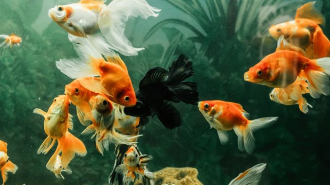 Нужен ли свет аквариумным рыбкам?