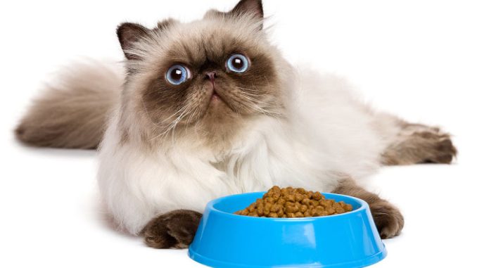 Питание персидских кошек