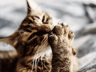 Почему кошки грызут когти: загадочные причины поведения