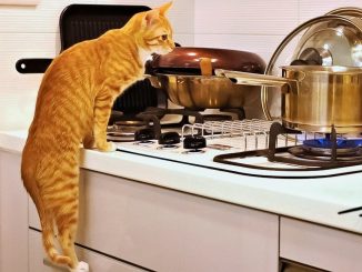 Почему кошки так любят кухню?
