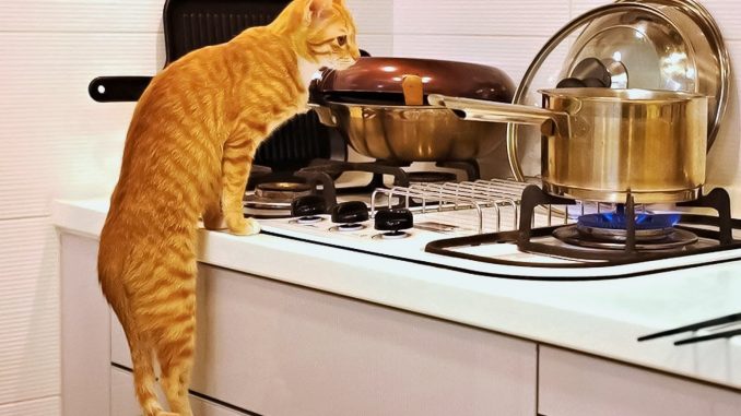 Почему кошки так любят кухню?