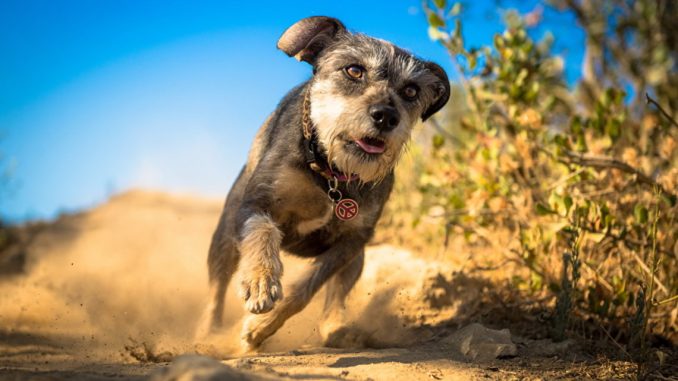 Почему собаки убегают от хозяина: понимание поведенческих причин