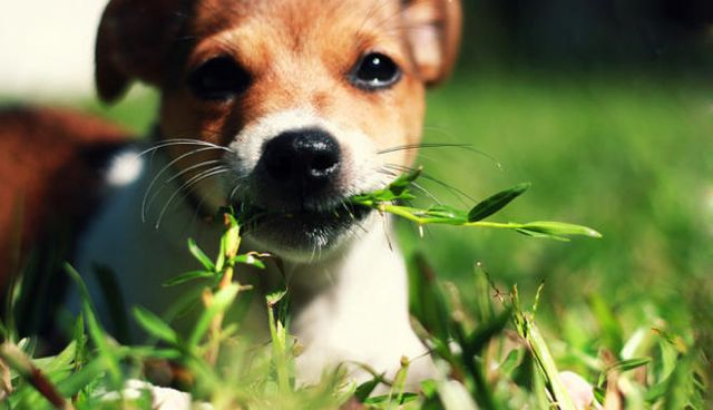 Почему собаки едят траву: возможные причины