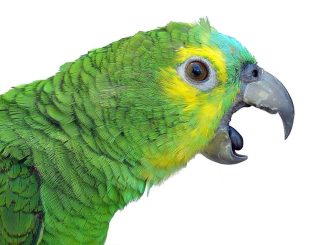 Попугай открывает клюв и высовывает язык. Нормально ли это?