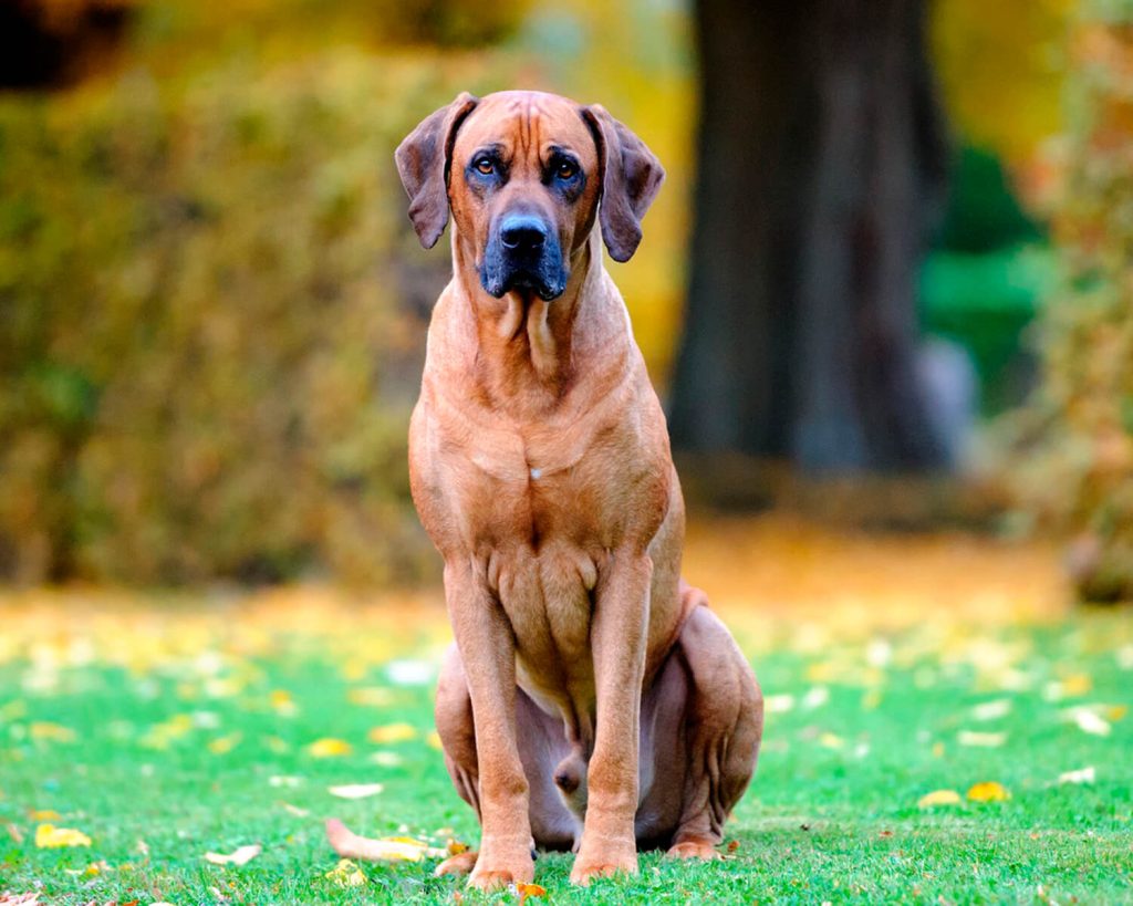 Родезийский риджбек — порода собак с африканского континента