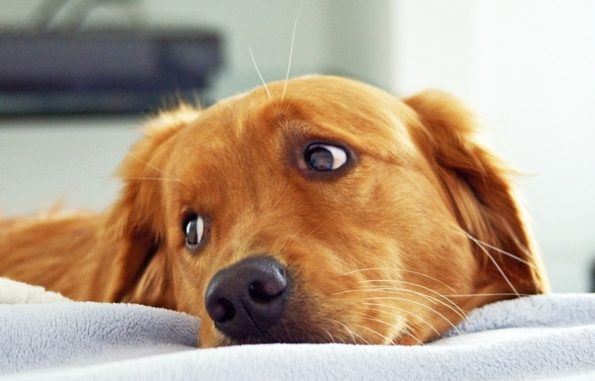 У собаки гноятся глаза. В чём проблема, и как это лечить?