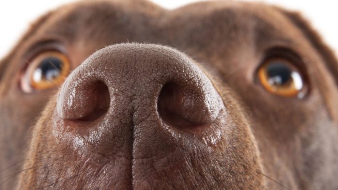 У собаки сопли: причины насморка и выделений из носа.