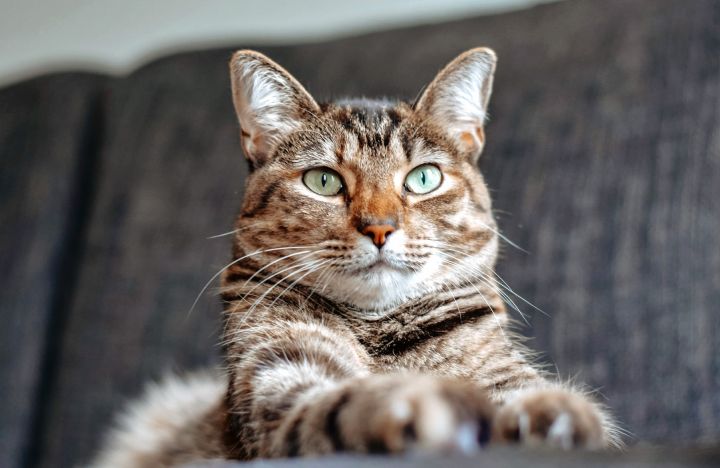 Ученые насчитали 276 различных выражений мордочки у кошек