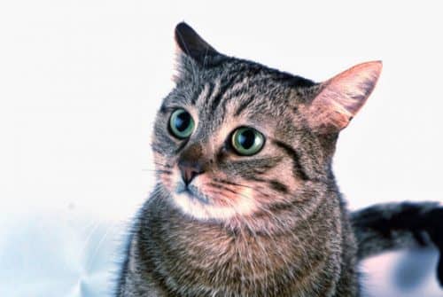 Ученые насчитали 276 различных выражений мордочки у кошек