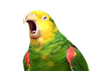 Загадочное поведение: Почему попугай без звука открывает рот?