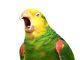 Загадочное поведение: Почему попугай без звука открывает рот?