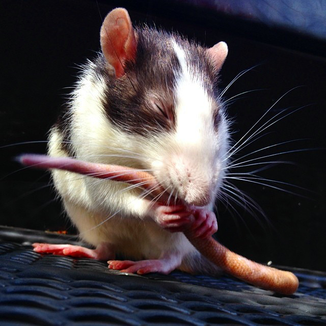 Почему крысы пищат