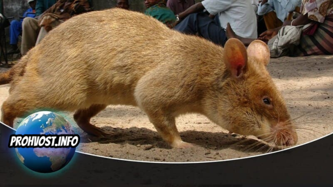 Гигантские грызуны: кто из крыс считается самым крупным в мире?