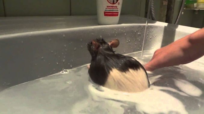Как правильно купать декоративную крысу в домашних условиях