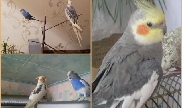 Как уживаются вместе корелла и другие попугаи