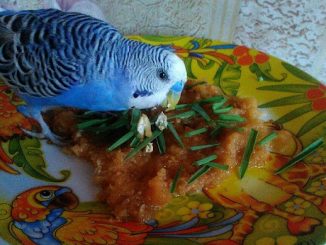 Лакомства для попугая: чем угостить