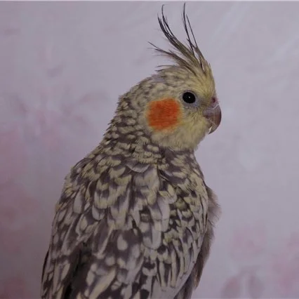 Перломутровый или жемчужный окрас попугая корелла