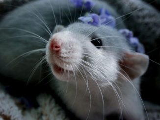 Почему декоративная крыса стучит зубками