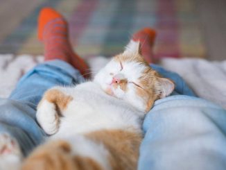 Почему кошка спит в ногах у человека?