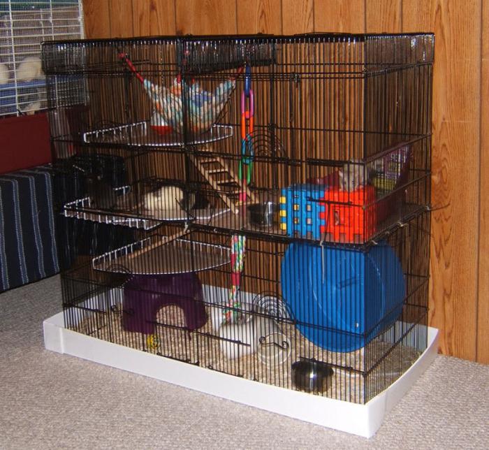 Как обустроить жилье для крысы: пошагово 