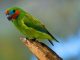 Фиговый попугай: немного о экзотических пернатых
