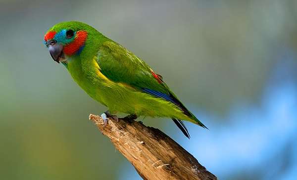 Фиговый попугай: немного о экзотических пернатых
