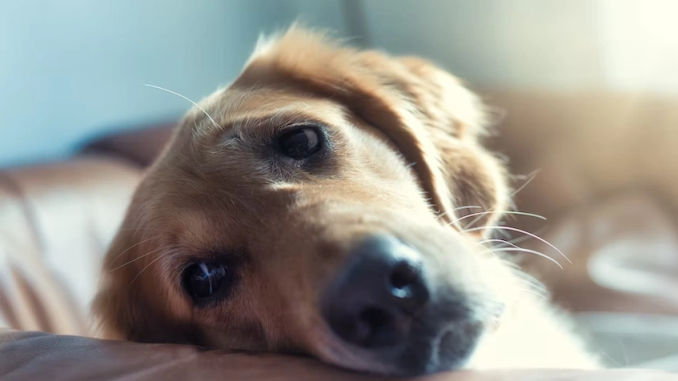Собачий бронхит: понимание симптомов, лечение и профилактика